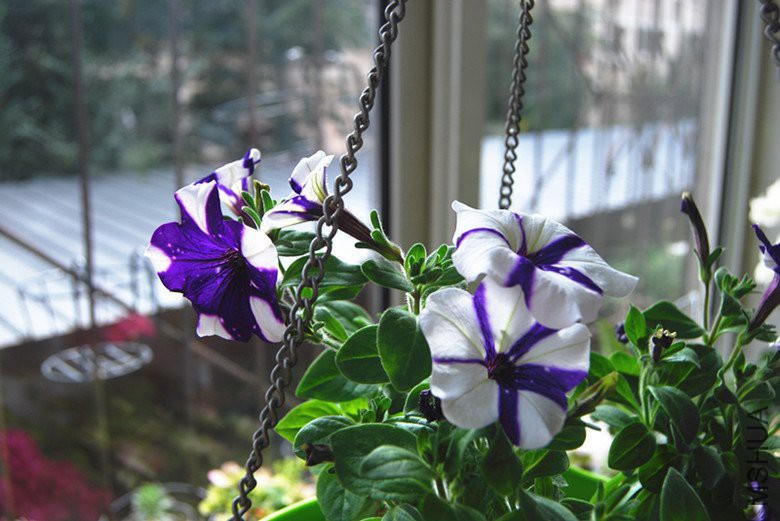 DSC_0174_����.jpg