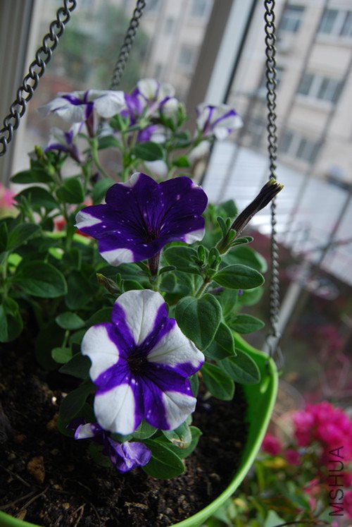 DSC_0177_����.jpg