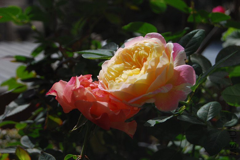 DSC_0139_����.jpg