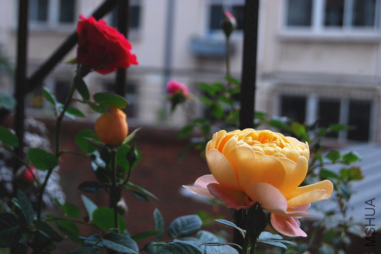 DSC_0144_����.jpg