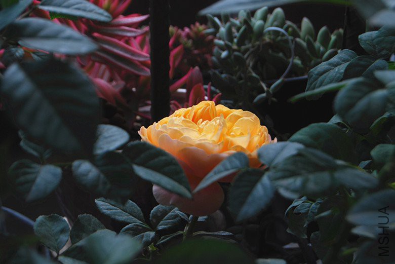 DSC_0143_����.jpg