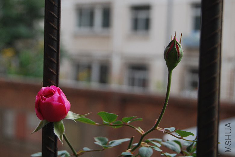 DSC_0153_����.jpg