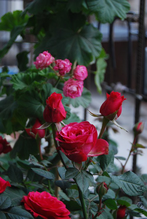 DSC_0146_����.jpg
