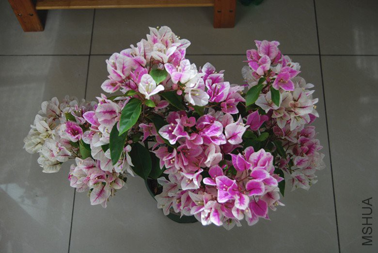DSC_0090_����.jpg