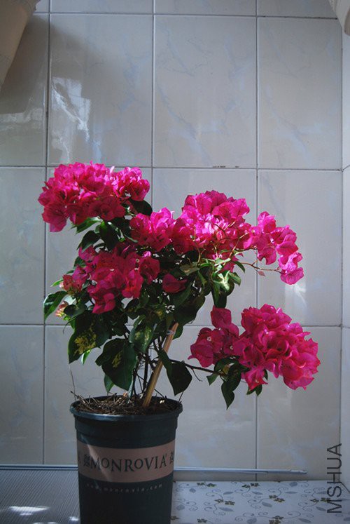 DSC_0097_����.jpg