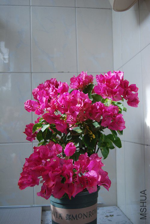 DSC_0108_����.jpg