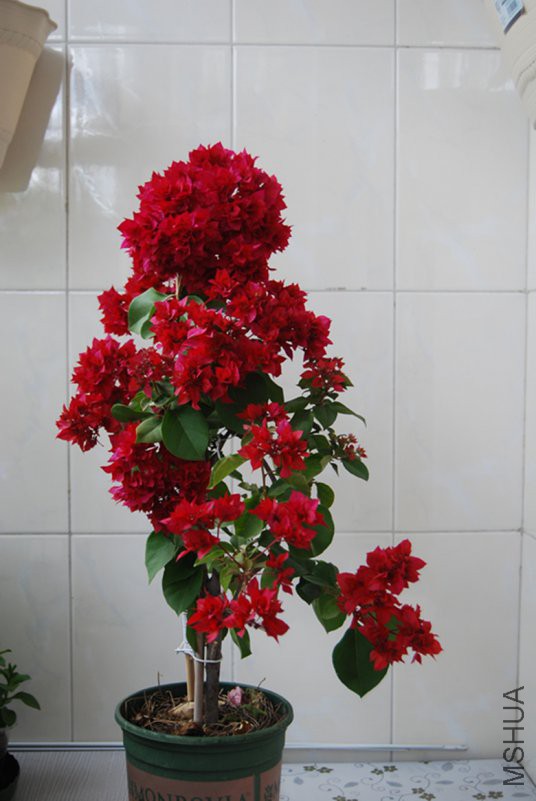 DSC_0159_����.jpg