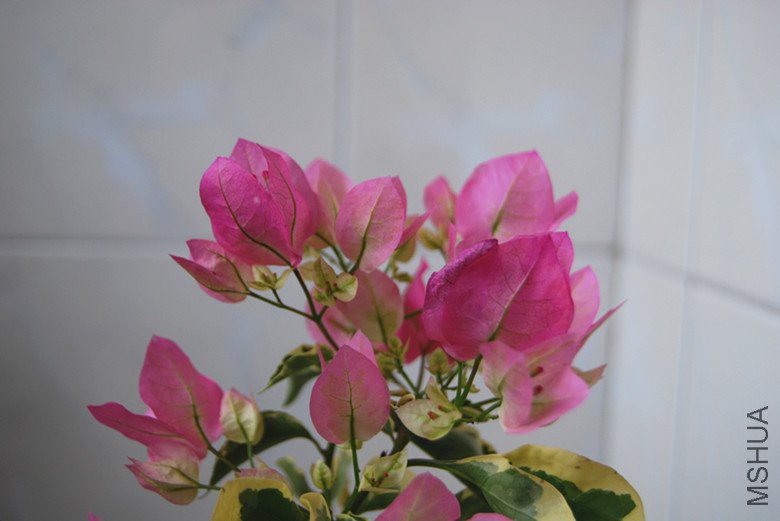 DSC_0184_����.jpg