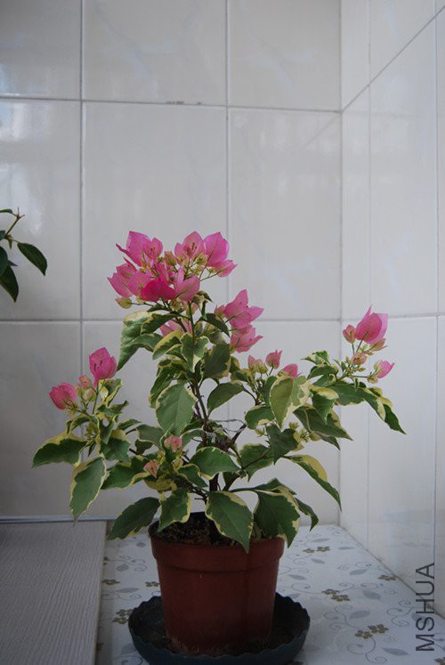 DSC_0185_����.jpg