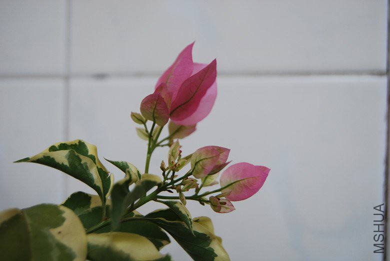 DSC_0187_����.jpg