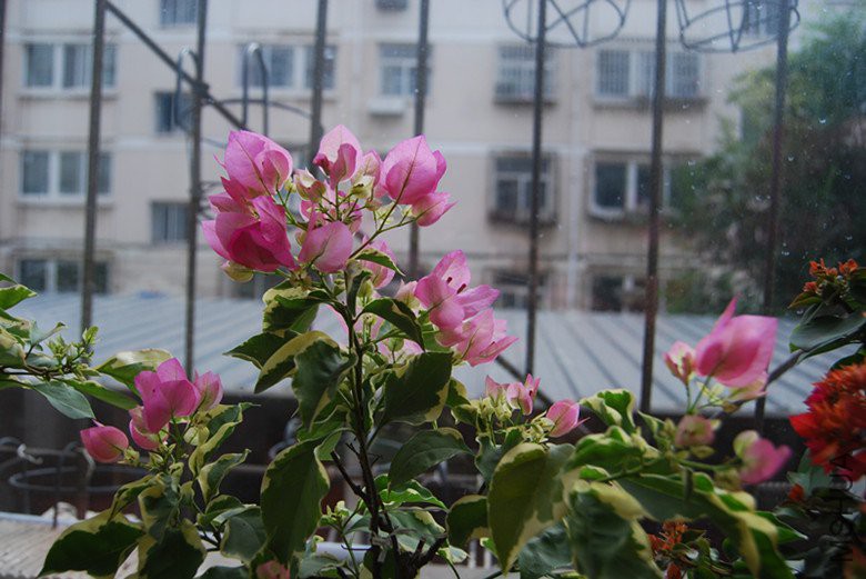 DSC_0194_����.jpg