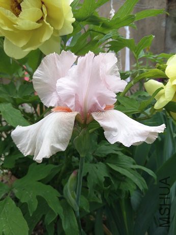 IMG20170426141321.jpg
