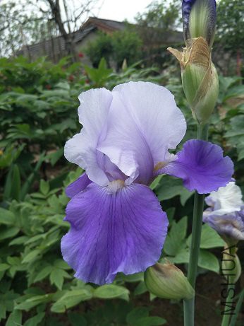 IMG20170425105710.jpg