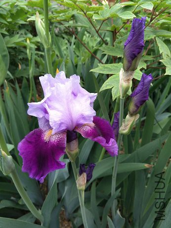 IMG20170425105533.jpg