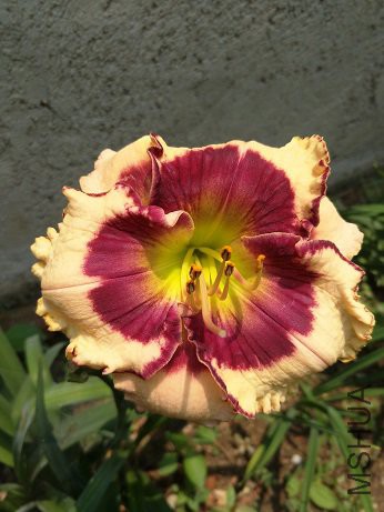 IMG20170616114417.jpg