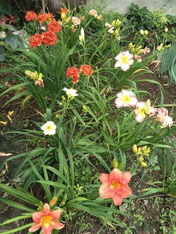 IMG20180610091009.jpg