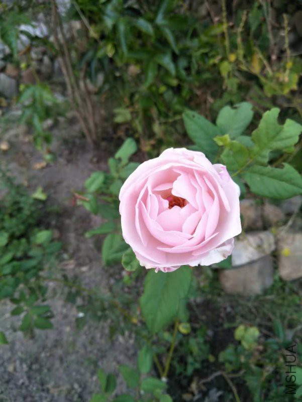 ΢��ͼƬ_20181012112352.jpg
