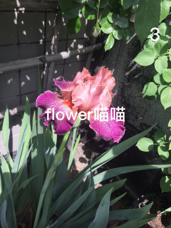 2018-04-17 101335.jpg