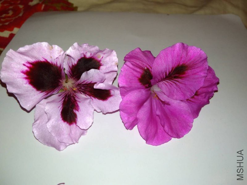 084646j10b140y10b1n1mb.jpg.thumb.jpg