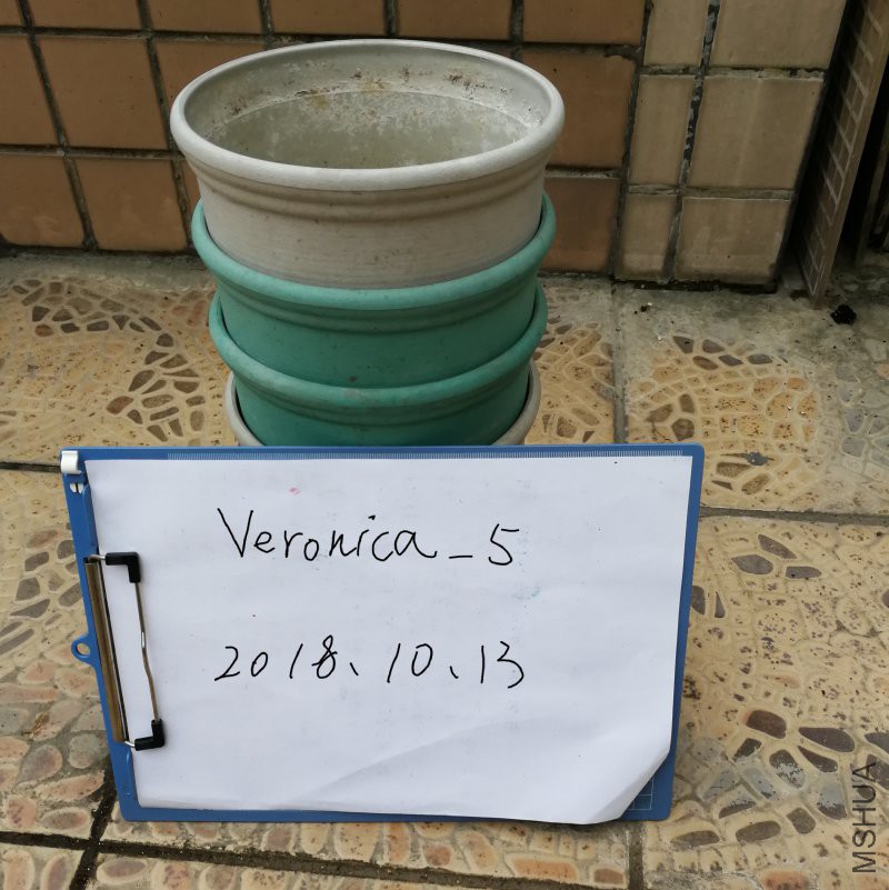 IMG_20181013_170907.jpg