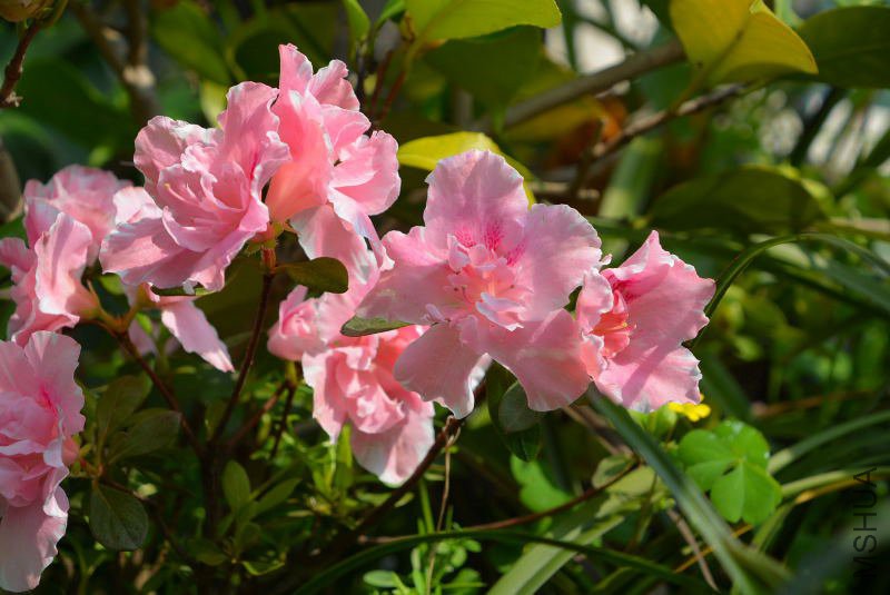DSC_04920028.JPG