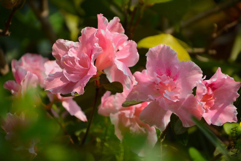 DSC_05800116.JPG
