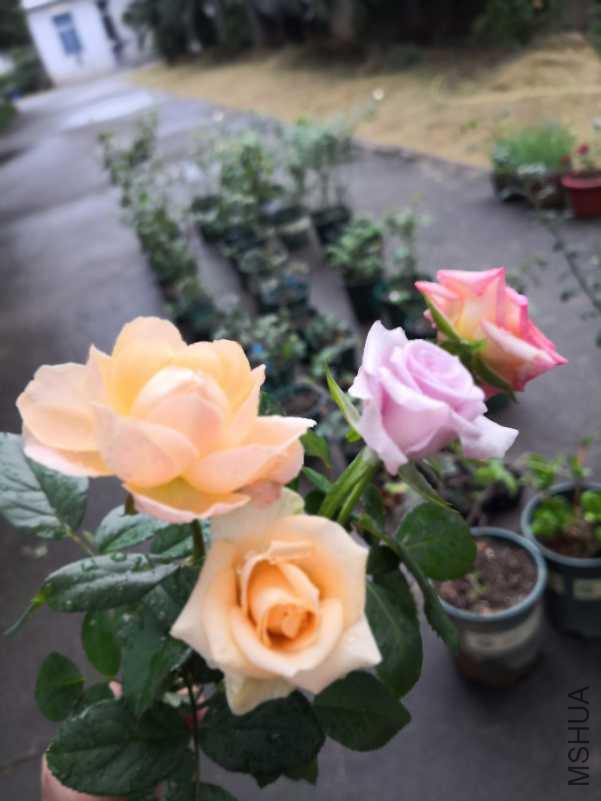 IMG_20181015_080610.jpg