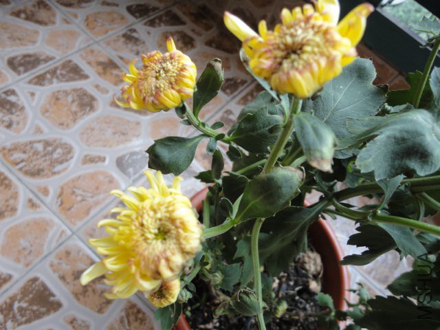 DSC02039.JPG