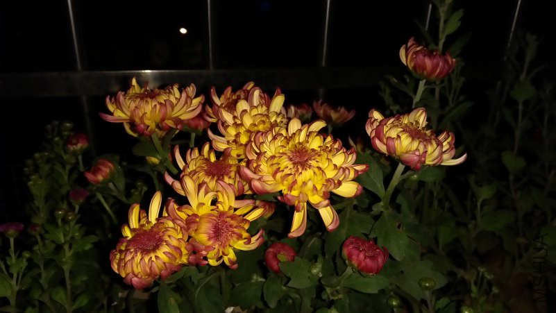 IMG_20181015_185546.jpg