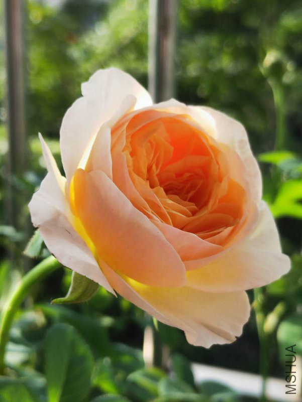 webwxgetmsgimg (9).jpg