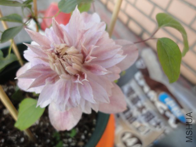 DSC02071.JPG