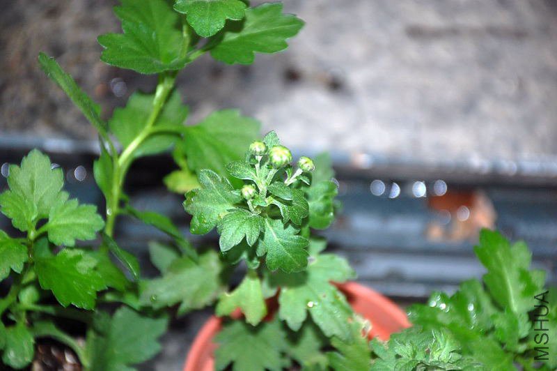 DSC_18680046.JPG