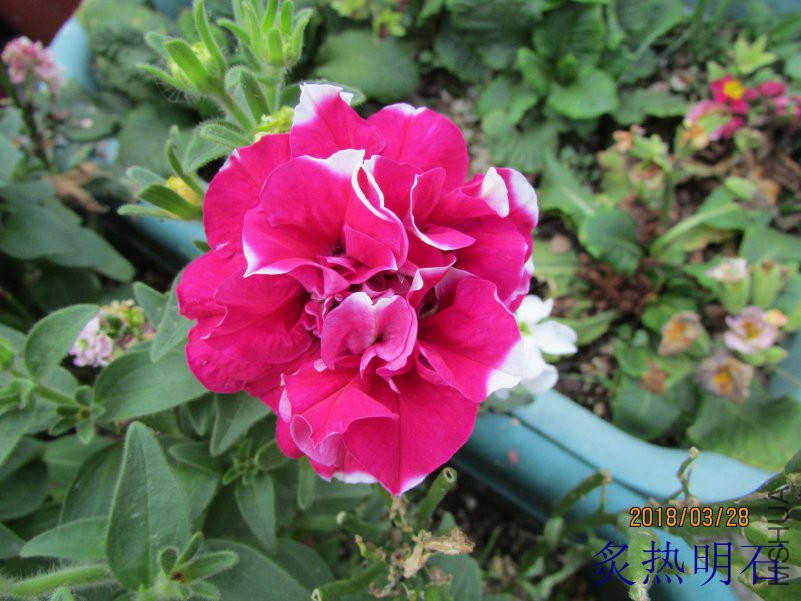 IMG_726917.jpg