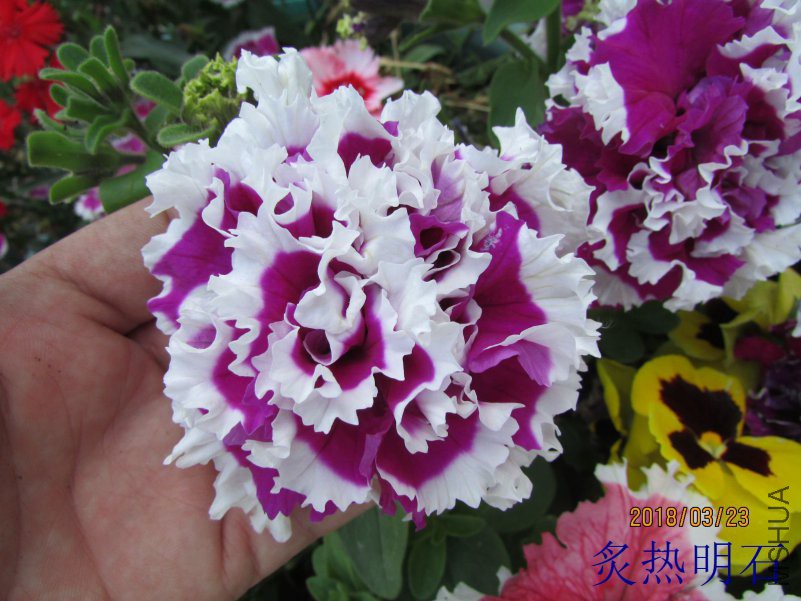IMG_668611.jpg