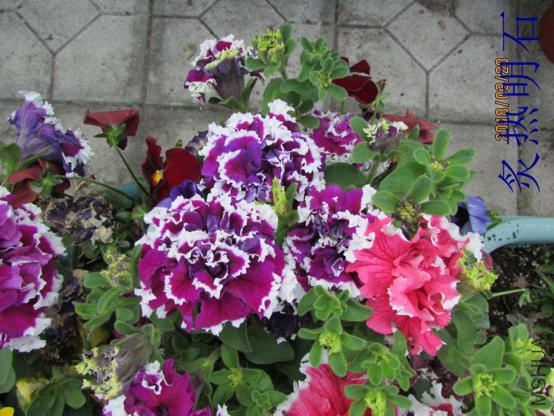 IMG_727523.jpg