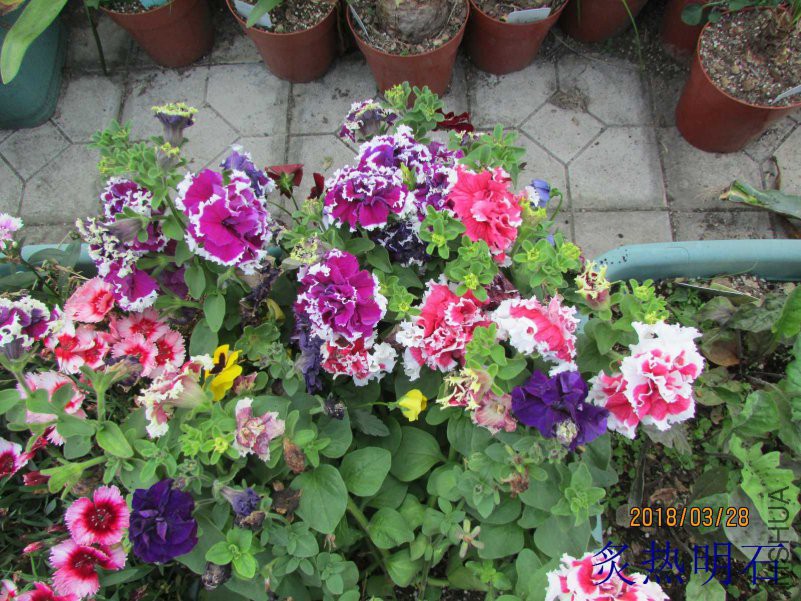 IMG_727725.jpg