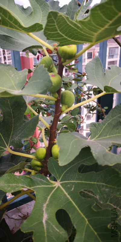 IMG_20181020_105736.jpg