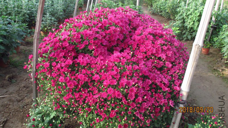 �ľ� ������