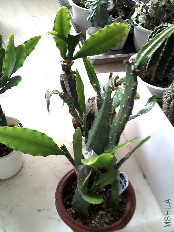 DSCF0002 (2)_����.jpg
