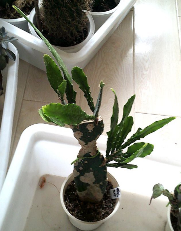 DSCF0001_����.jpg