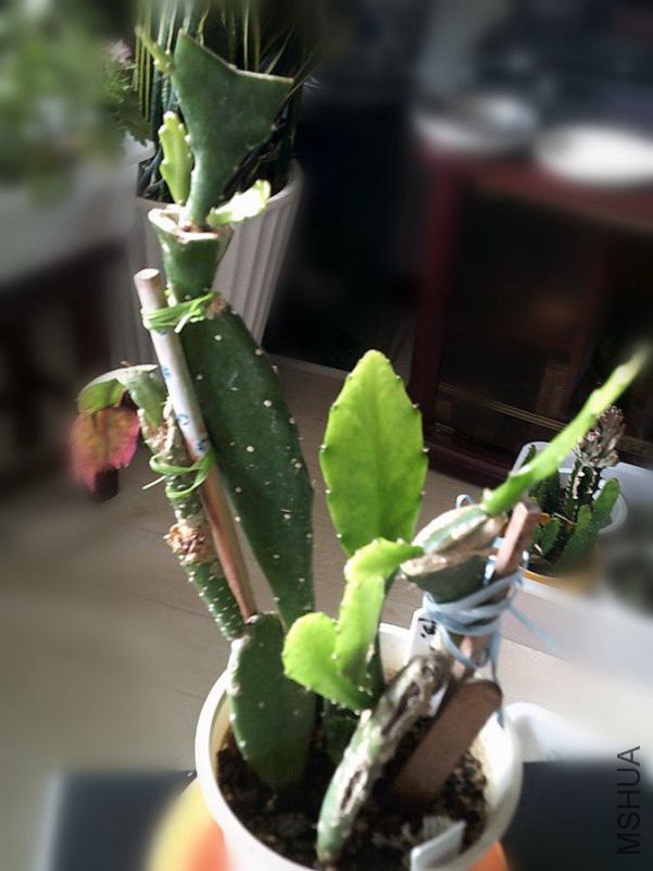 DSCF0002 (3)_����.jpg