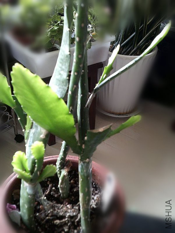 DSCF0004 (3)_����.jpg