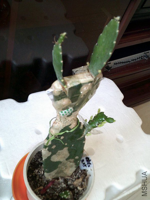 DSCF0009 (2)_����.jpg