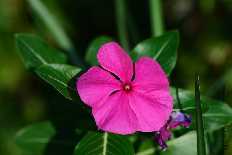 DSC_7507.JPG
