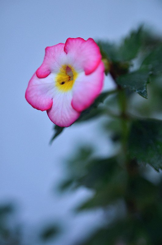 ����̦�Ƴ�Ͳ���������ȡ� (3).JPG