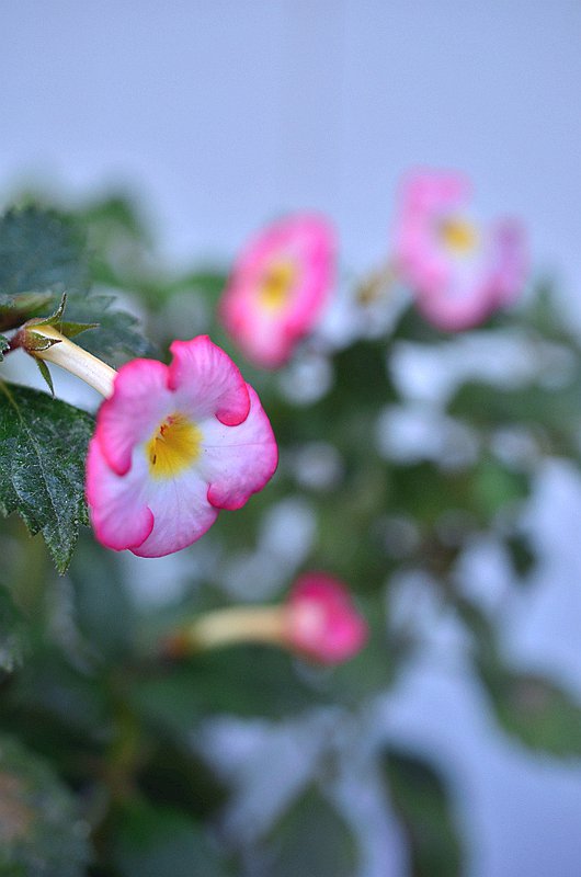 ����̦�Ƴ�Ͳ���������ȡ� (5).JPG