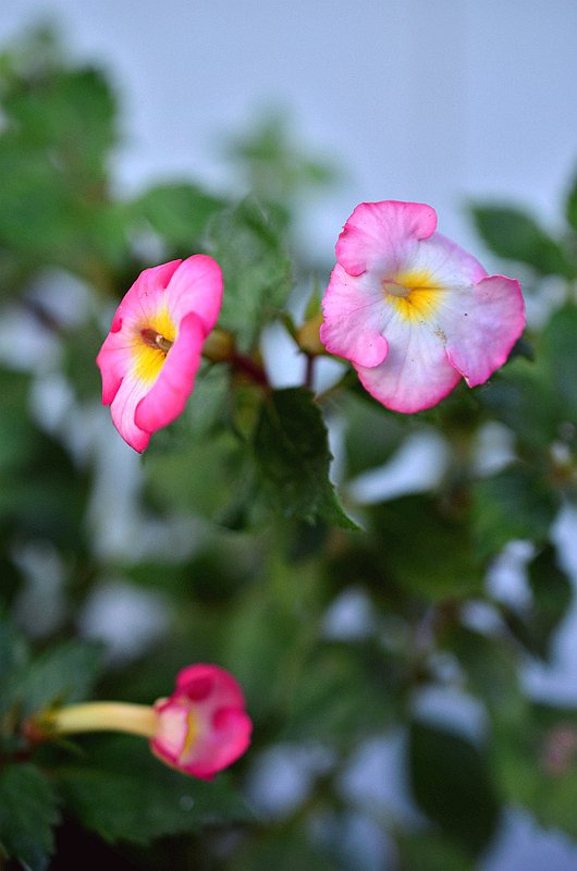 ����̦�Ƴ�Ͳ���������ȡ� (6).JPG