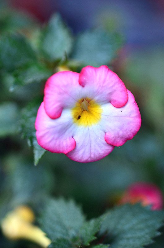 ����̦�Ƴ�Ͳ���������ȡ� (8).JPG