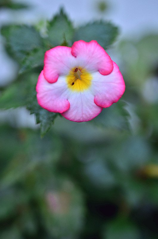 ����̦�Ƴ�Ͳ���������ȡ� (9).JPG