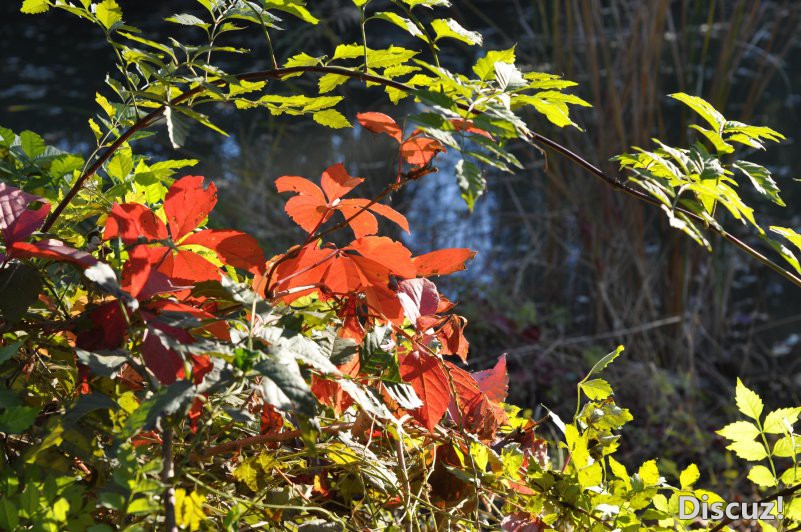 DSC_0932.JPG